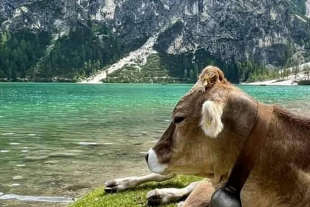 Relax Al Lago Di Braies 브라이에스 외부 사진